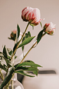淡粉芍药花苞