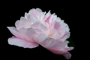 芍药