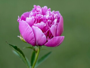 芍药花苞