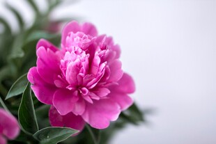 杜鹃花