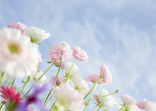 朦胧柔焦花景