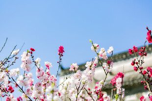 春日蓝天烂漫花枝