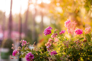 逆光朦胧粉花美景