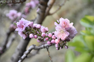 春日粉桃花枝