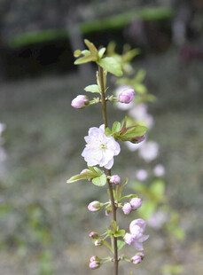 春日初绽小花枝