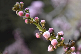 春日待放桃花花苞