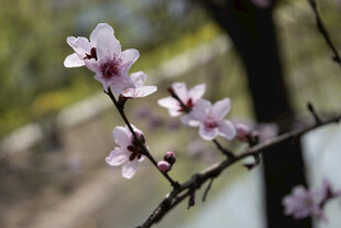 春日桃花枝清新