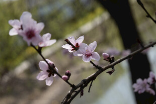 朦胧春日桃花枝