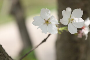 春日柔焦白花