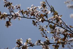 春日白花映蓝天