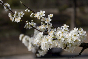 春日白色花枝