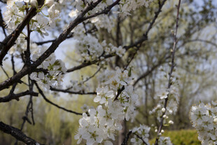 春日朦胧花树景致