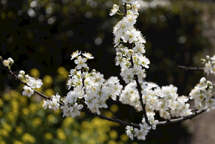春日白花枝