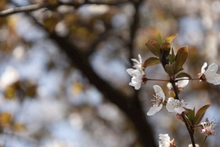 柔焦春日白花枝