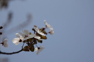 晴空下朦胧白花枝