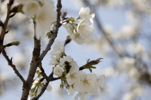 春日白色花枝