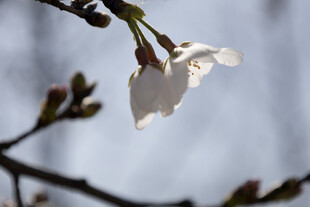 柔焦春日白花