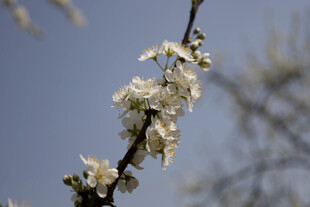 蓝天映衬白色花枝