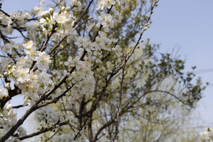 春日花树晴空小景