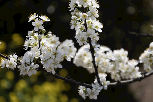 春日白花枝条