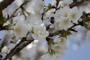 春日枝头白花盛放