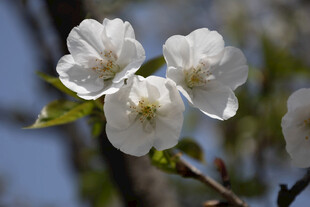 春日白花清新