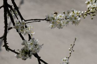 春日白花枝桠