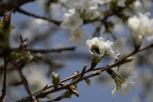 春日花枝蜜蜂采蜜