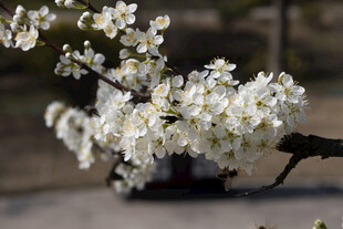 春日白花朦胧景致
