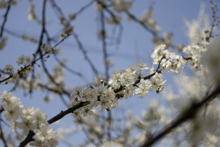春日白花枝映蓝天