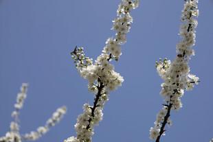 蓝天映衬白花枝
