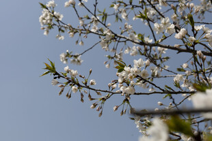 春日白花映蓝天