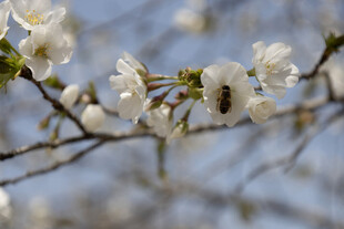 春日白花