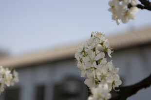 春日白花