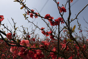 春日红花枝桠美景