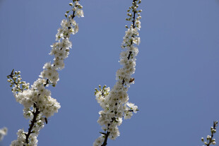 蓝天映衬白色花枝