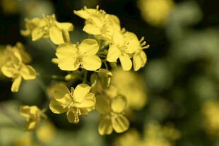 油菜花