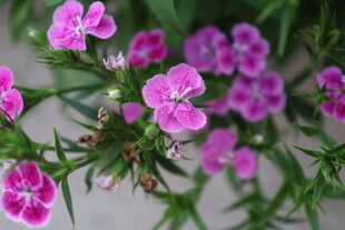 石竹花