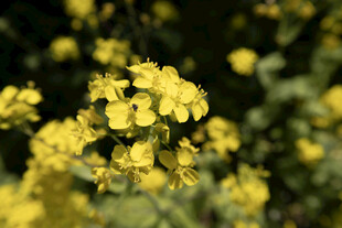 油菜花