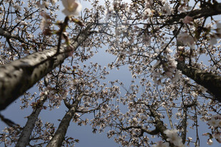 仰拍花树春日晴空