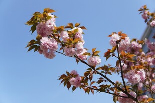 樱花枝