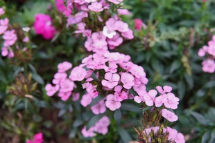 粉色花丛