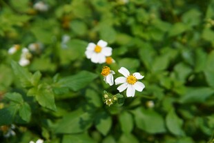 小雏菊