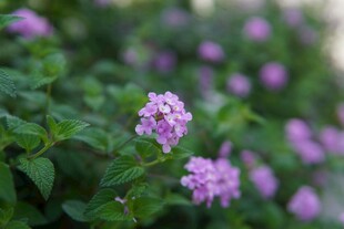 朦胧淡紫小花