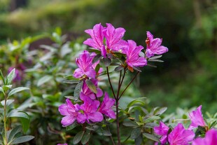 春日山野紫杜鹃