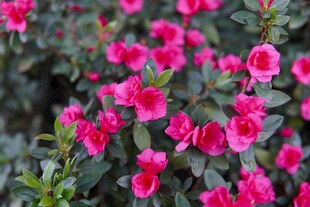 杜鹃花