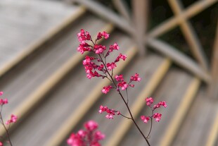 玫红小花枝