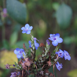 蓝色小野花