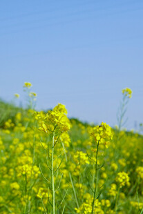 油菜花