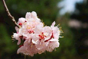 春日枝头粉花
